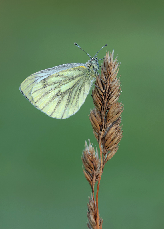 Green-veined white 2